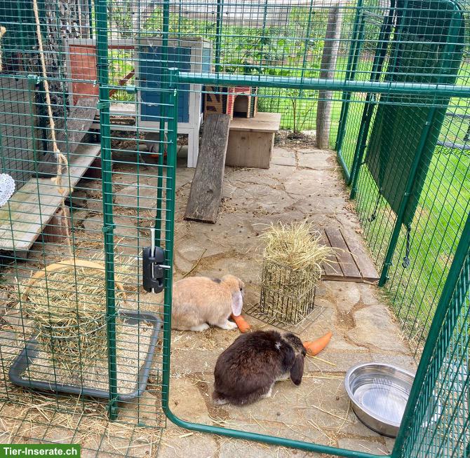 Bild 5: 2 Zwergwidder-Kaninchen suchen tierliebe Familie