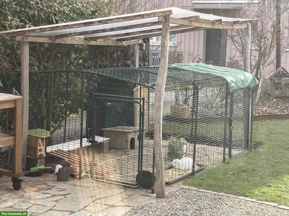 Bild 6: 2 Zwergwidder-Kaninchen suchen tierliebe Familie