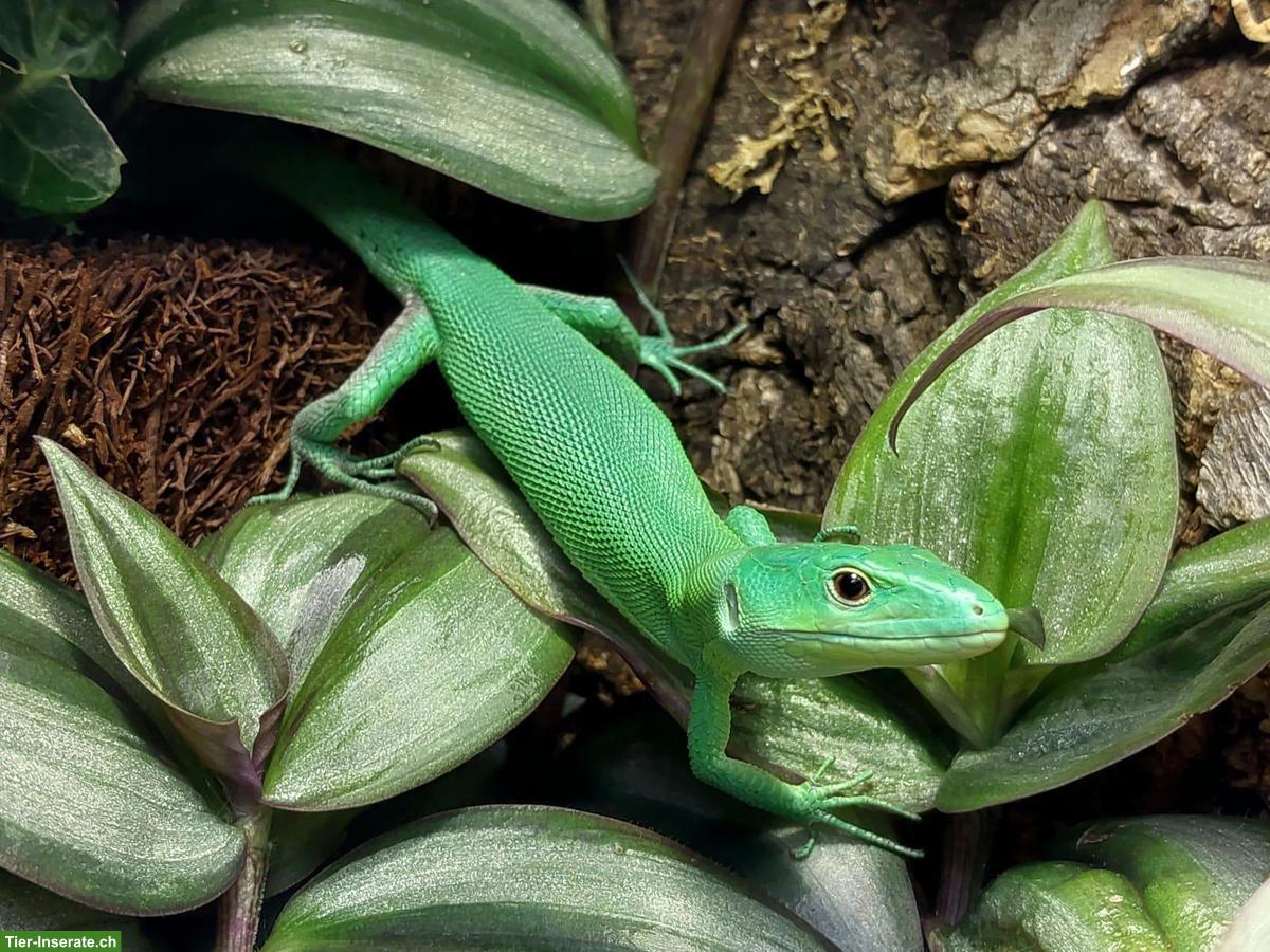 Gastropholis prasina Paar (Grüne Baumeidechsen)