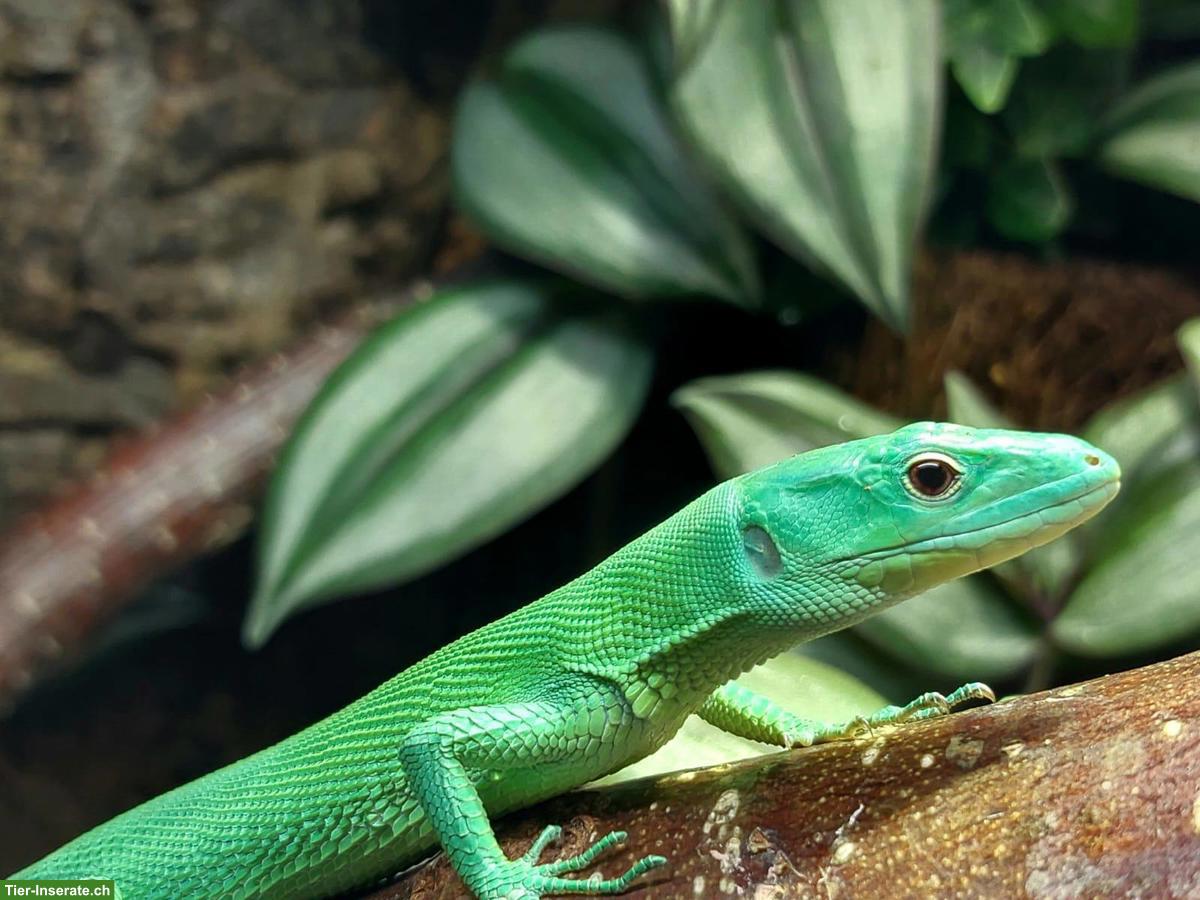 Bild 2: Gastropholis prasina Paar (Grüne Baumeidechsen)