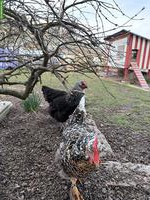 Blumenhühner & Sussex-Huhn mit komplettem Zubehör