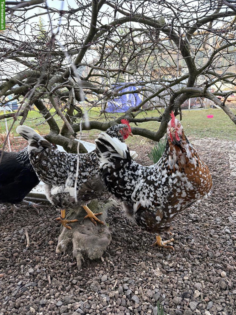 Bild 2: Blumenhühner & Sussex-Huhn mit komplettem Zubehör