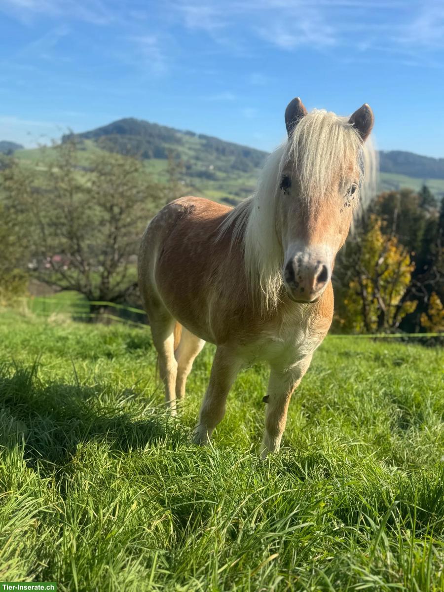 Mutter-Kind Reit-/Pflegebeteiligung im Aargau