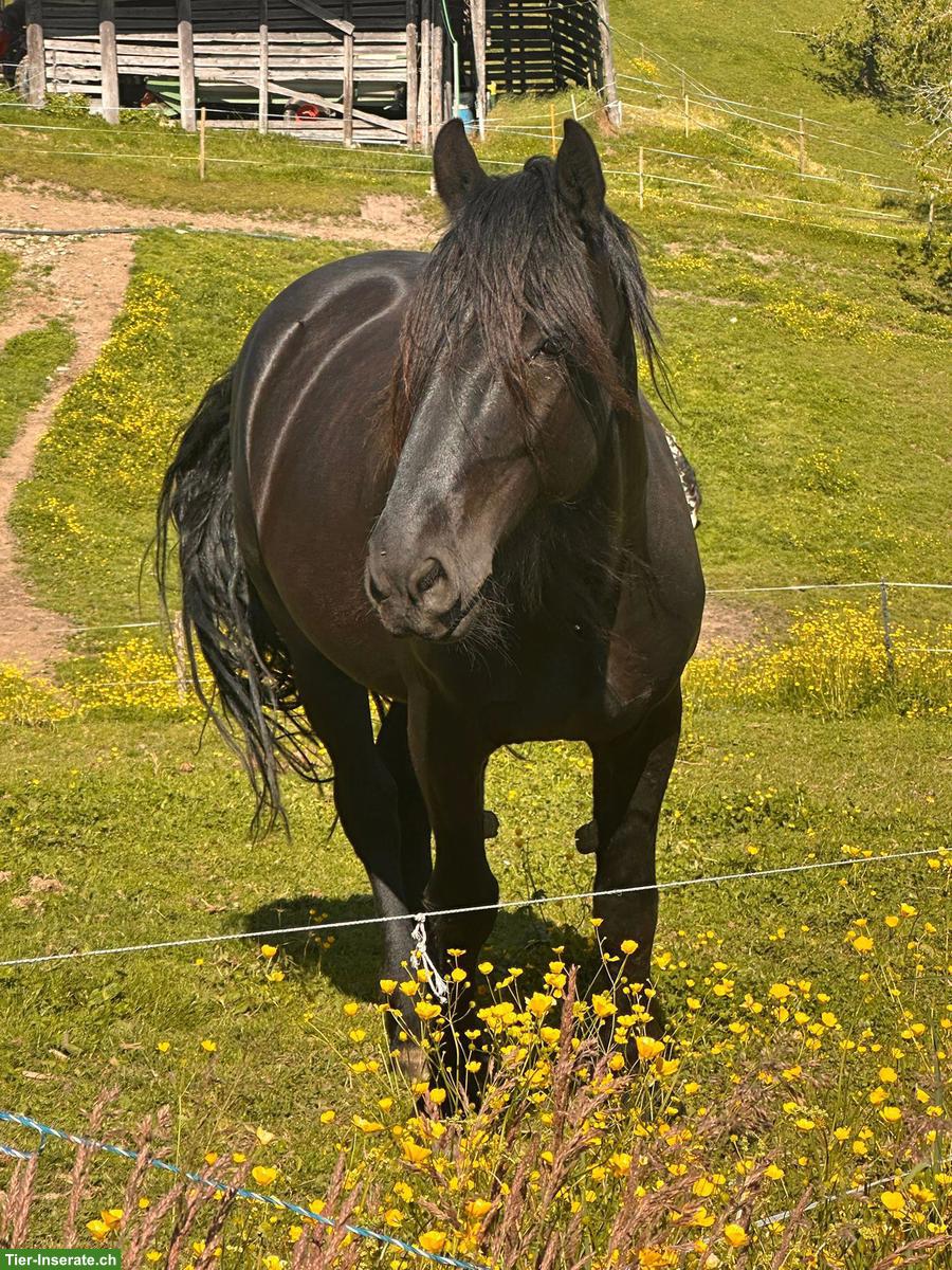 Bild 2: Biete Pflege-/Reitbeteiligung für Wallach im Kanton BE