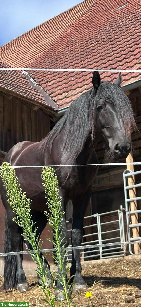 Bild 3: Biete Pflege-/Reitbeteiligung für Wallach im Kanton BE