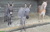 Esel Patenschaft / Spazierbeteiligung im Aargau