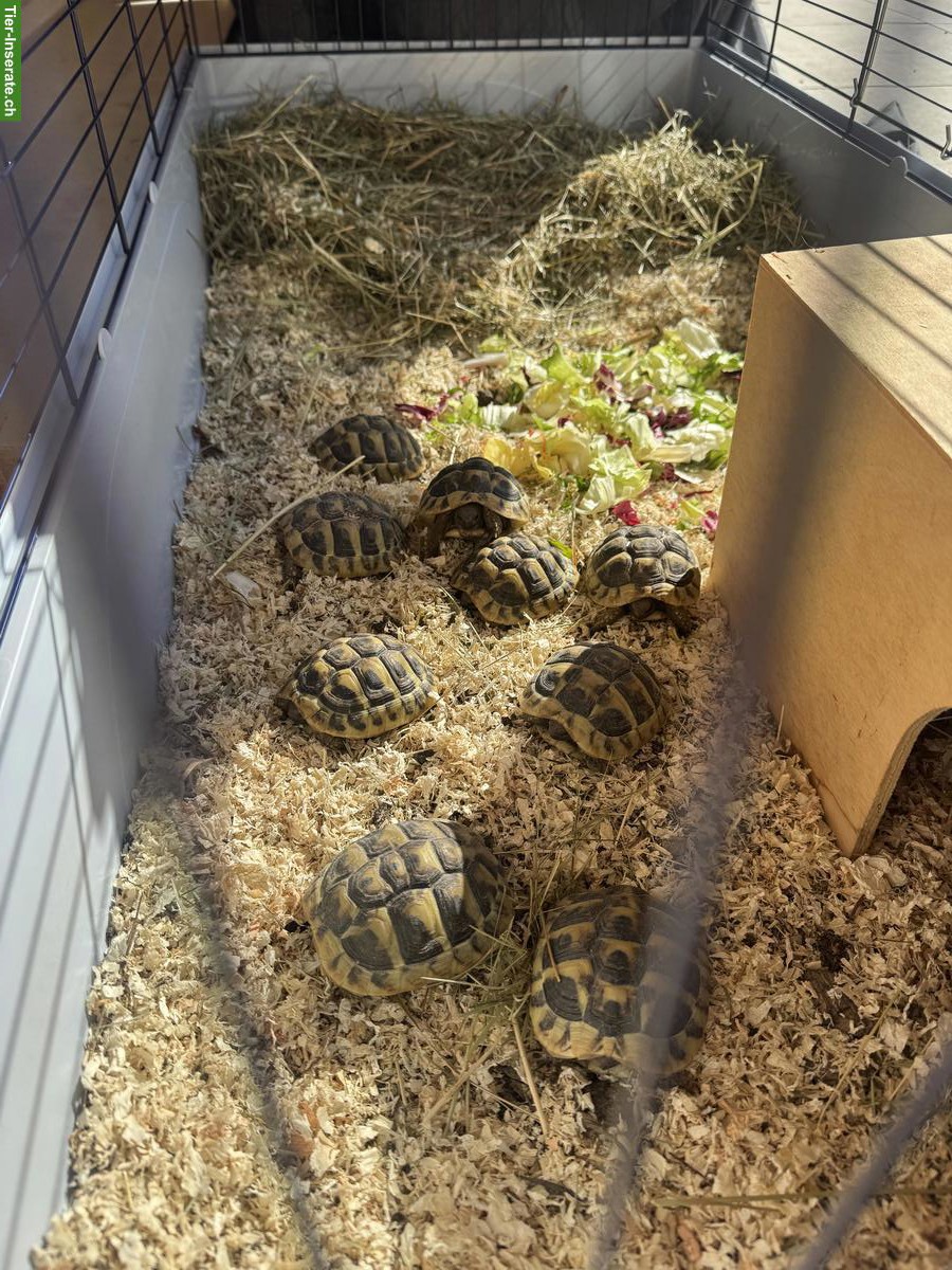 Griechische Landschildkröten für artgerechte Gruppenhaltung