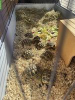 Griechische Landschildkröten für artgerechte Gruppenhaltung