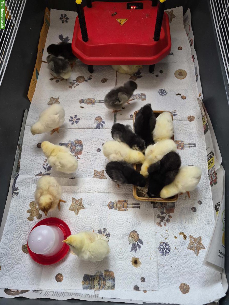 Küken-Hähne oder erwachsene Hähne abzugeben