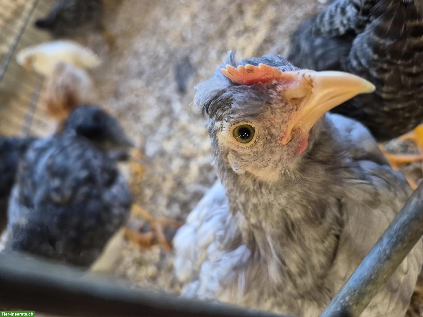 Bild 2: Küken-Hähne oder erwachsene Hähne abzugeben