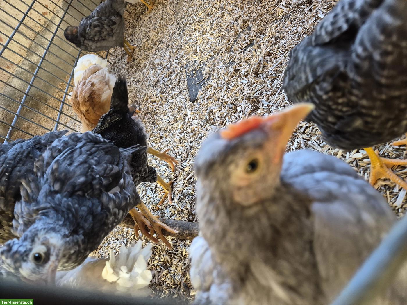 Bild 3: Küken-Hähne oder erwachsene Hähne abzugeben