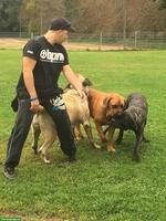 Langjährige Hundeerfahrung - Mitarbeit mit Perspektive Übernahme