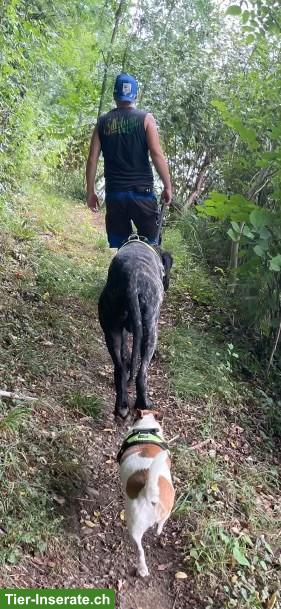 Sehr günstiges Objekt gesucht für Hundepension, Hinweise willkommen!