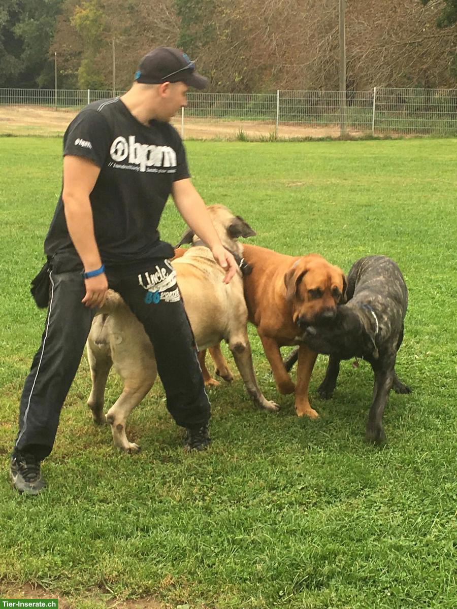 Bild 2: Sehr günstiges Objekt gesucht für Hundepension, Hinweise willkommen!