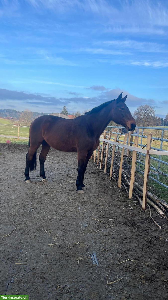 Reitbeteiligung in Pfaffnau, 1-2x pro Woche