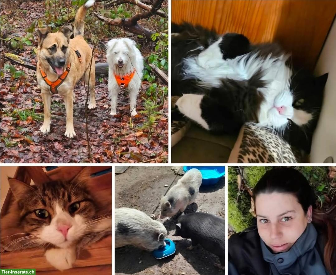 Suche neues tierfreundliches Zuhause für uns, Region Weinfelden