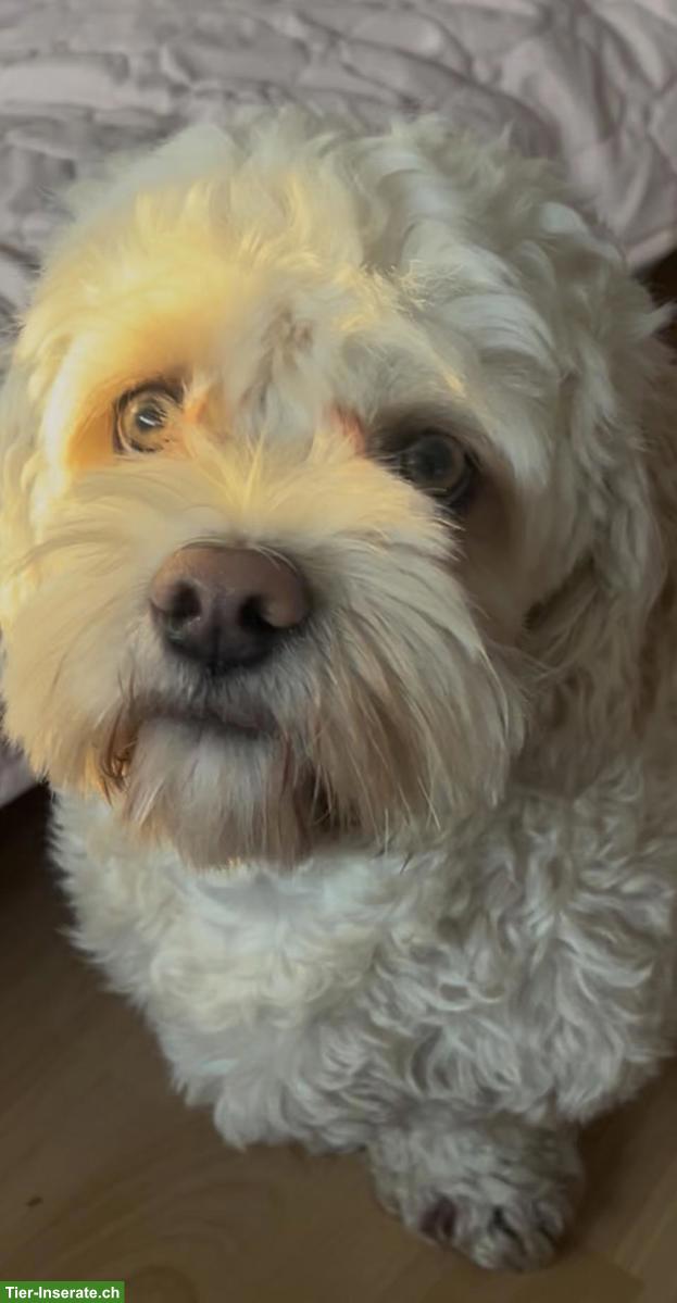 1-jähriger Cavachon (Havaneser / Cavalier Mix) mit viel Charme 🐶