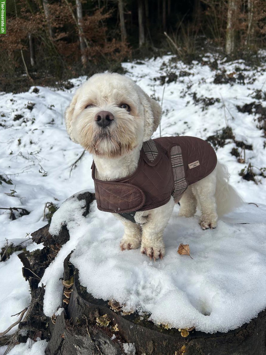 Bild 10: 1-jähriger Cavachon (Havaneser / Cavalier Mix) mit viel Charme 🐶