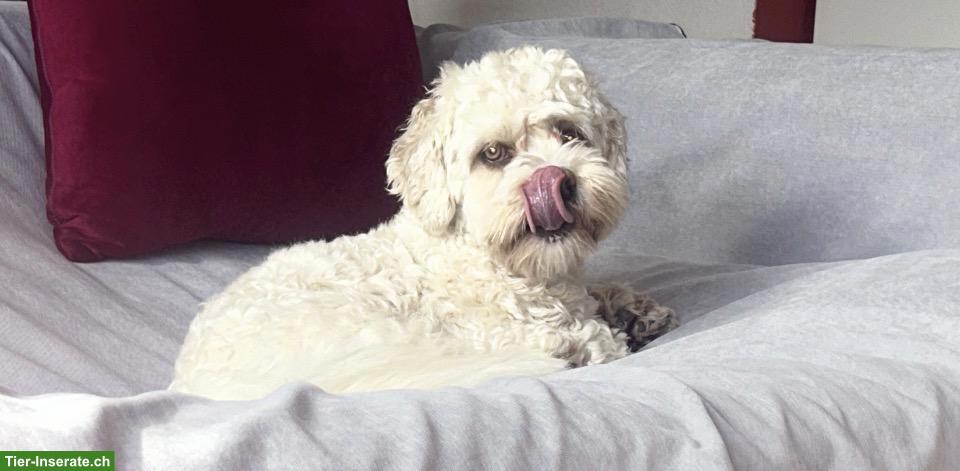 Bild 2: 1-jähriger Cavachon (Havaneser / Cavalier Mix) mit viel Charme 🐶