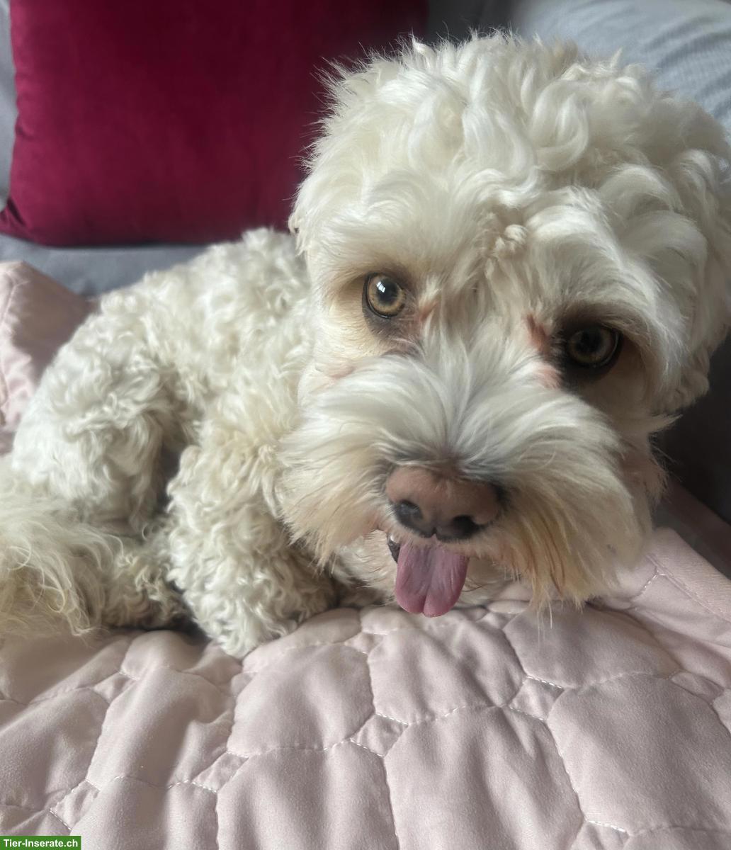 Bild 3: 1-jähriger Cavachon (Havaneser / Cavalier Mix) mit viel Charme 🐶