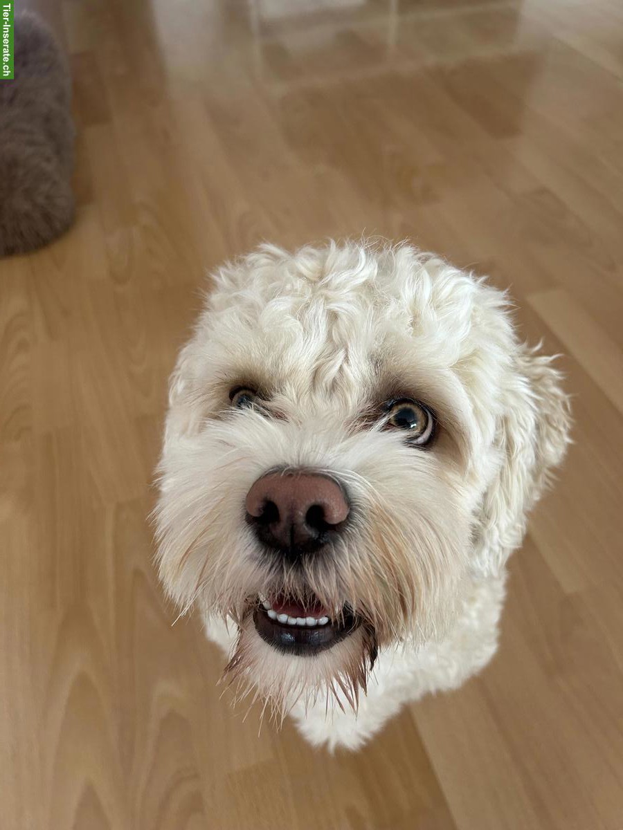 Bild 4: 1-jähriger Cavachon (Havaneser / Cavalier Mix) mit viel Charme 🐶