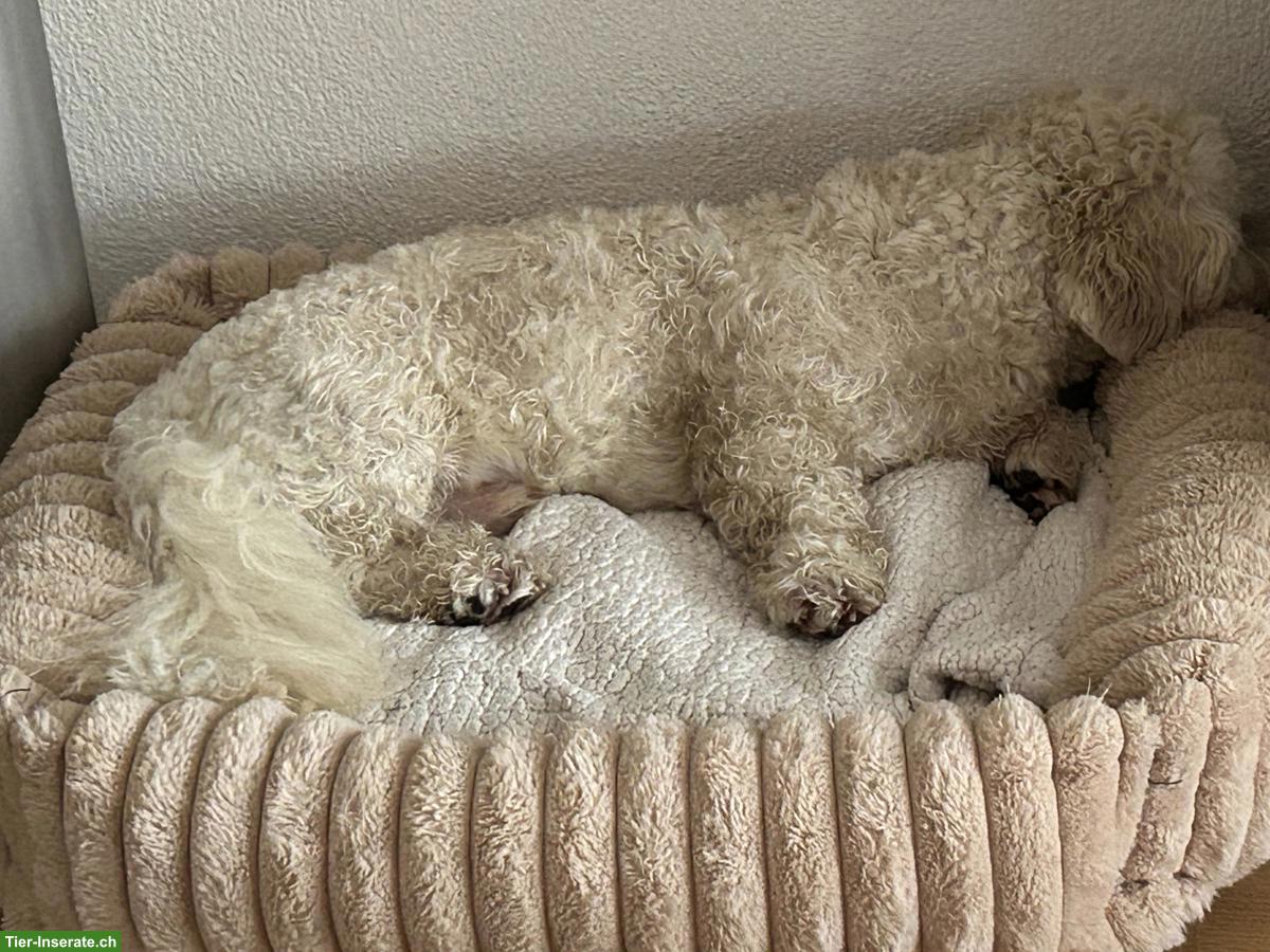 Bild 5: 1-jähriger Cavachon (Havaneser / Cavalier Mix) mit viel Charme 🐶