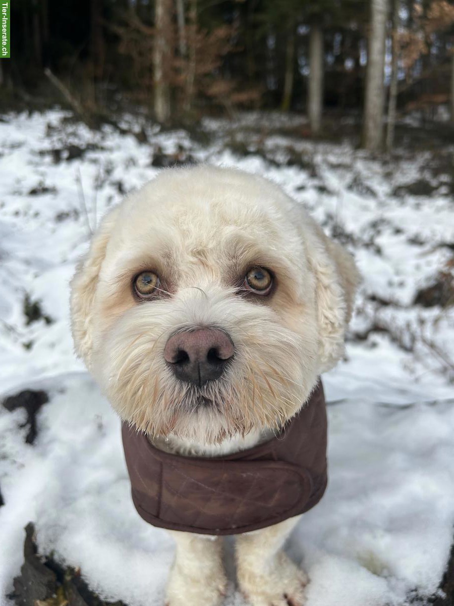 Bild 7: 1-jähriger Cavachon (Havaneser / Cavalier Mix) mit viel Charme 🐶