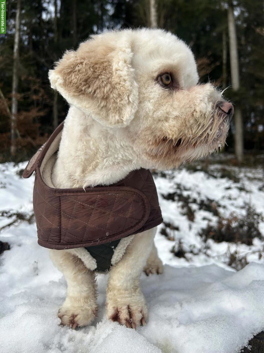 Bild 9: 1-jähriger Cavachon (Havaneser / Cavalier Mix) mit viel Charme 🐶