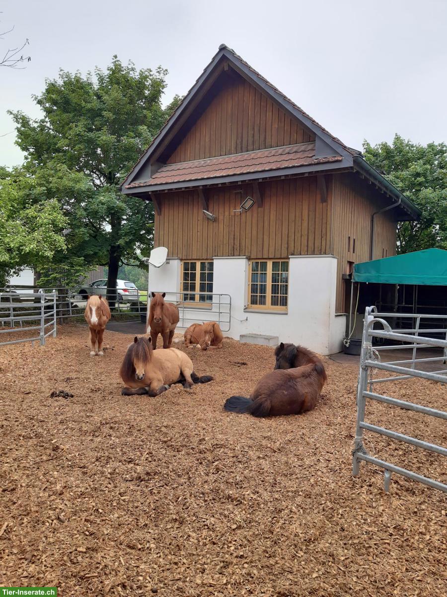 Offenstall Platz frei mit Auslaufbox in Mühlau AG