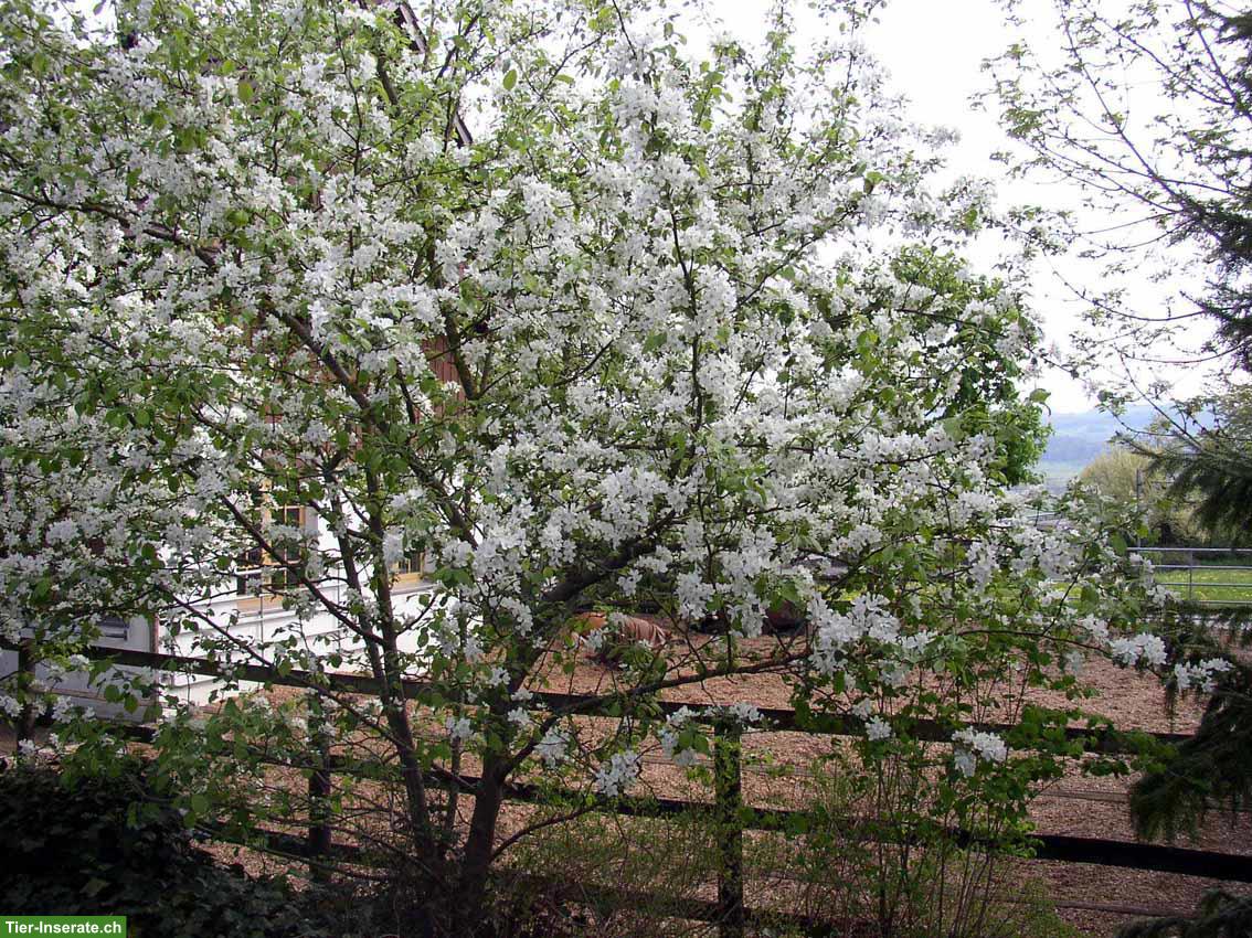 Bild 2: Offenstall Platz frei mit Auslaufbox in Mühlau AG