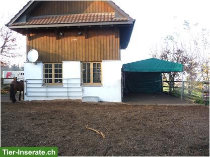 Bild 3: Offenstall Platz frei mit Auslaufbox in Mühlau AG