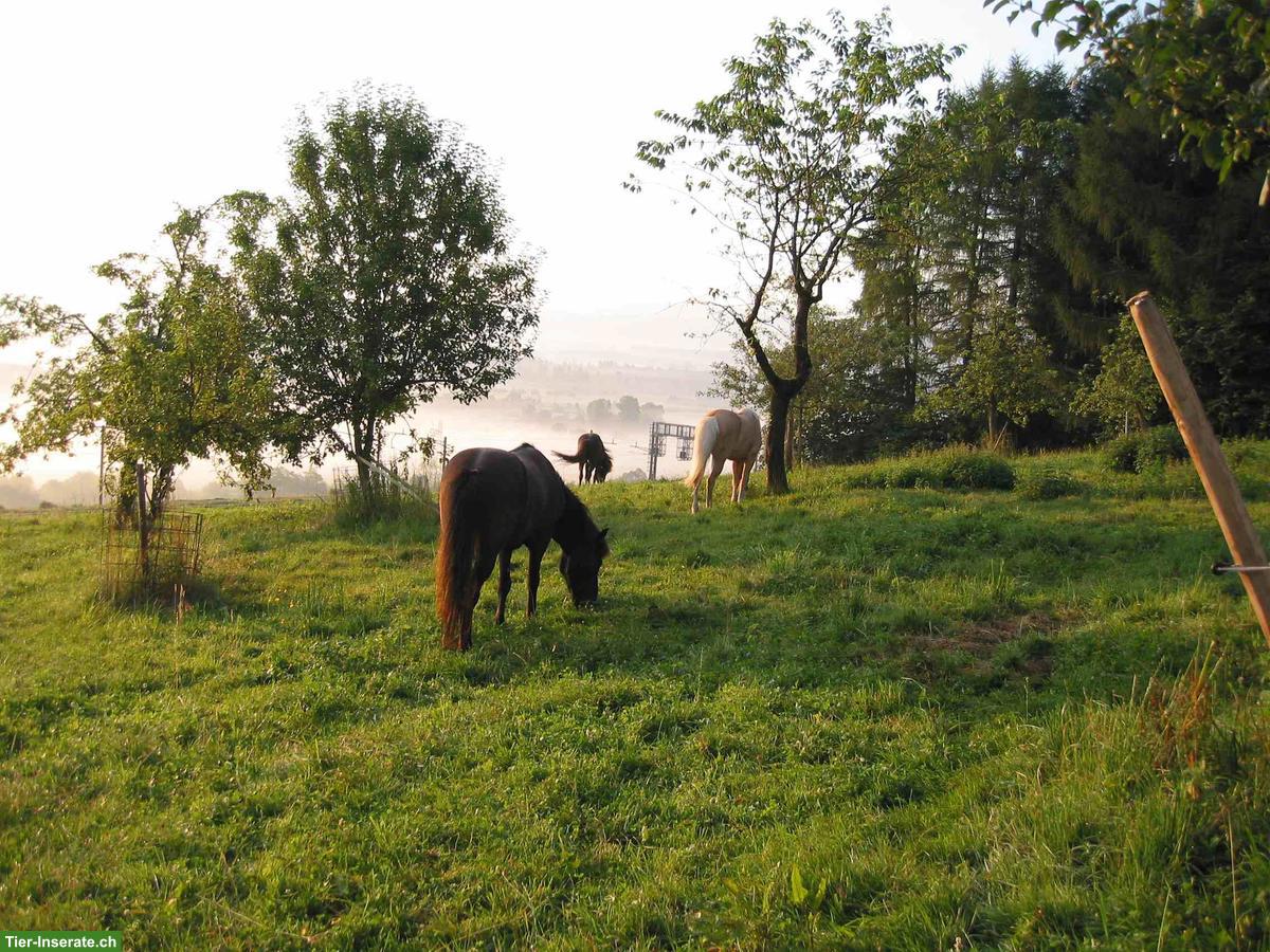 Bild 4: Offenstall Platz frei mit Auslaufbox in Mühlau AG