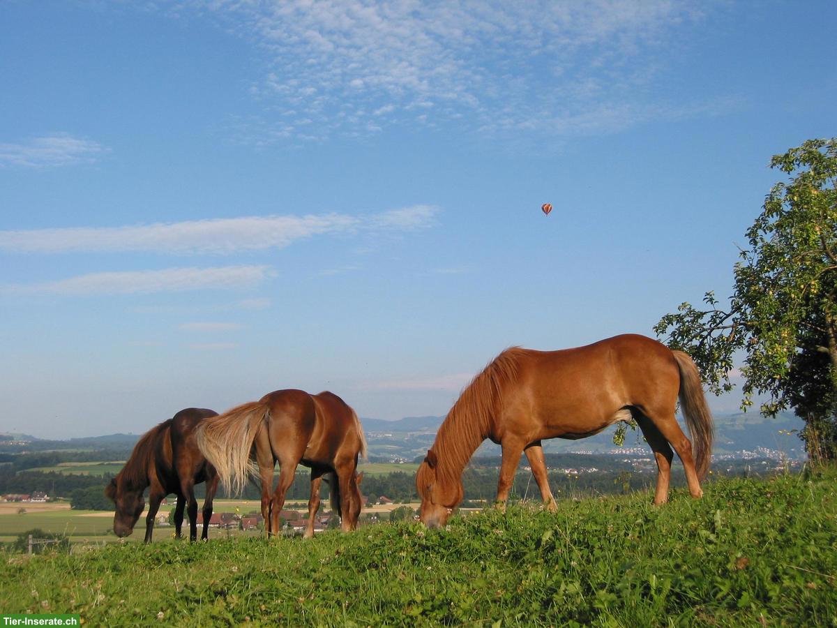 Bild 5: Offenstall Platz frei mit Auslaufbox in Mühlau AG