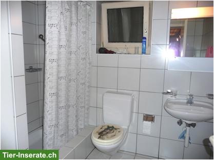 Bild 7: Offenstall Platz frei mit Auslaufbox in Mühlau AG