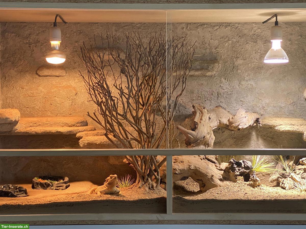 Bild 2: Großes OSB-Terrarium 150×60×80cm komplett mit Zubehör