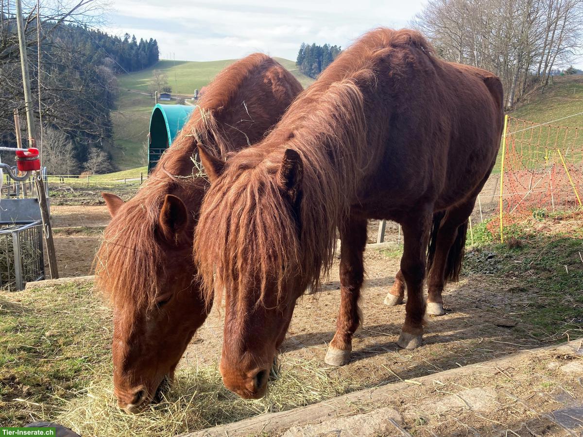 2 Mongolische Kleinpferde Wallache zu verkaufen