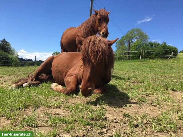 Bild 2: 2 Mongolische Kleinpferde Wallache zu verkaufen