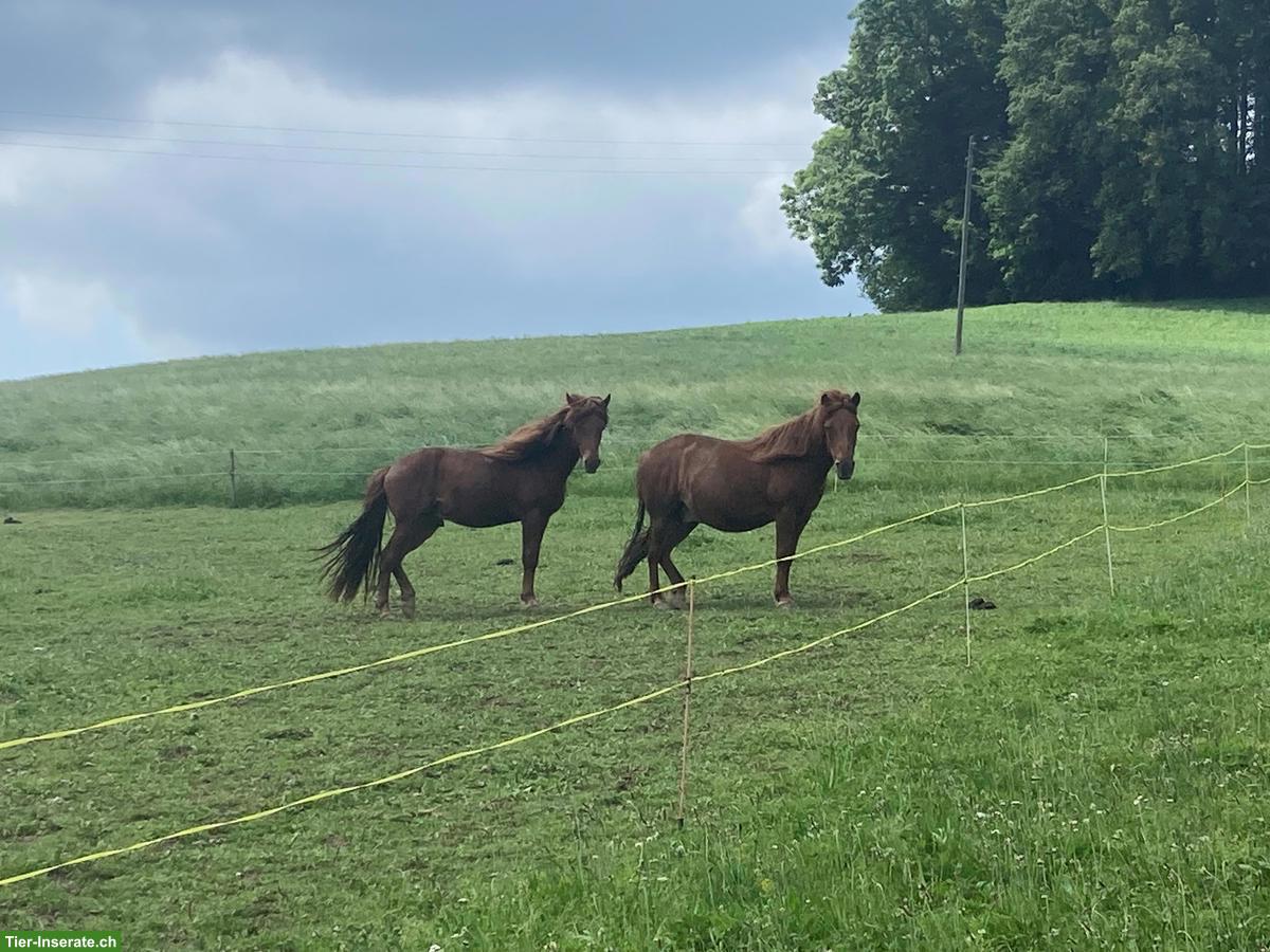 Bild 3: 2 Mongolische Kleinpferde Wallache zu verkaufen