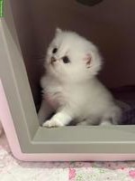 Britisch Kurzhaar BKH/BSH Kitten mit Schweizer Stammbaum