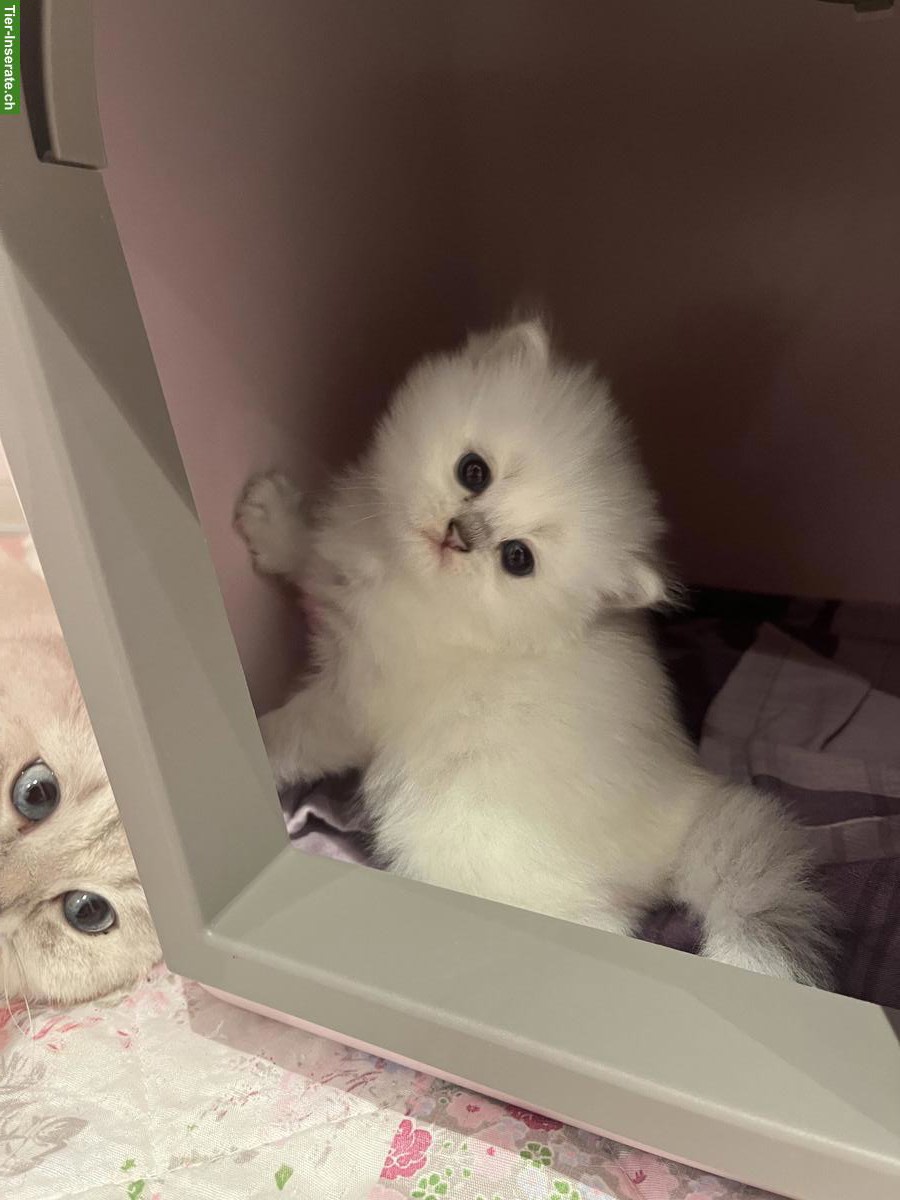 Bild 3: Britisch Kurzhaar BKH/BSH Kitten mit Schweizer Stammbaum