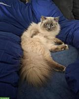 Heilige Birma Deckkater sucht seine Kätzin