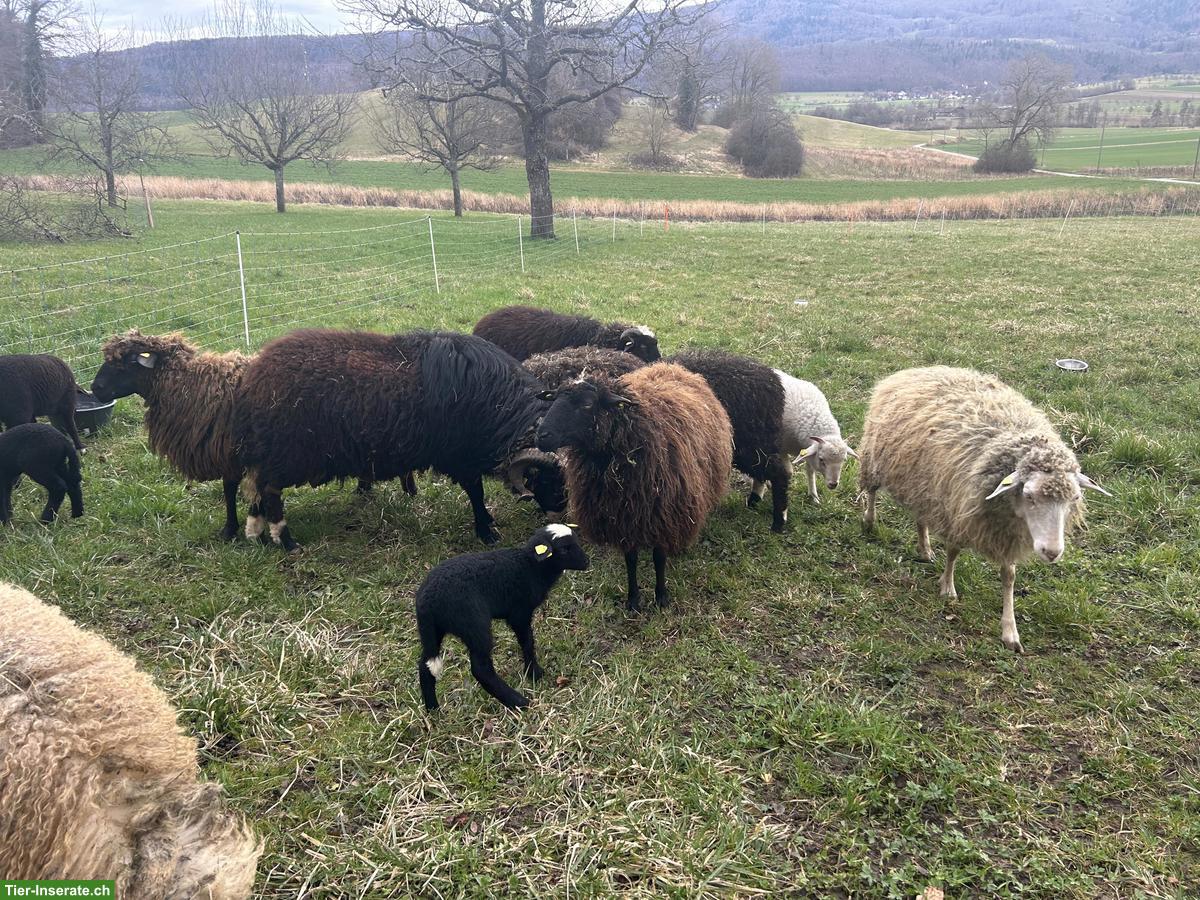 Rudel Waldschafe abzugeben