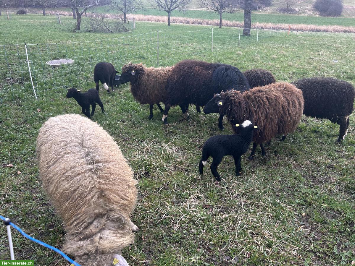 Bild 2: Rudel Waldschafe abzugeben