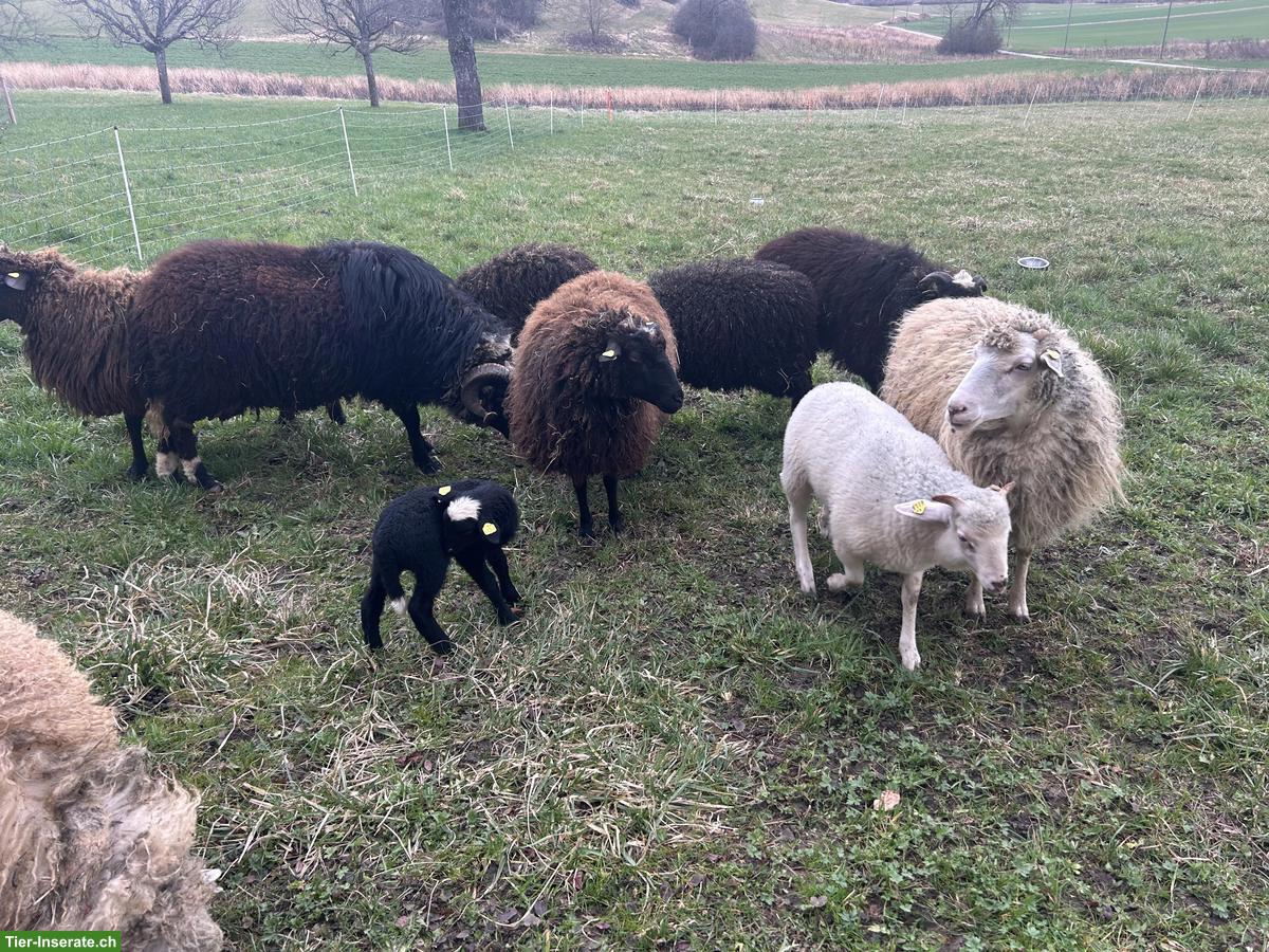 Bild 3: Rudel Waldschafe abzugeben