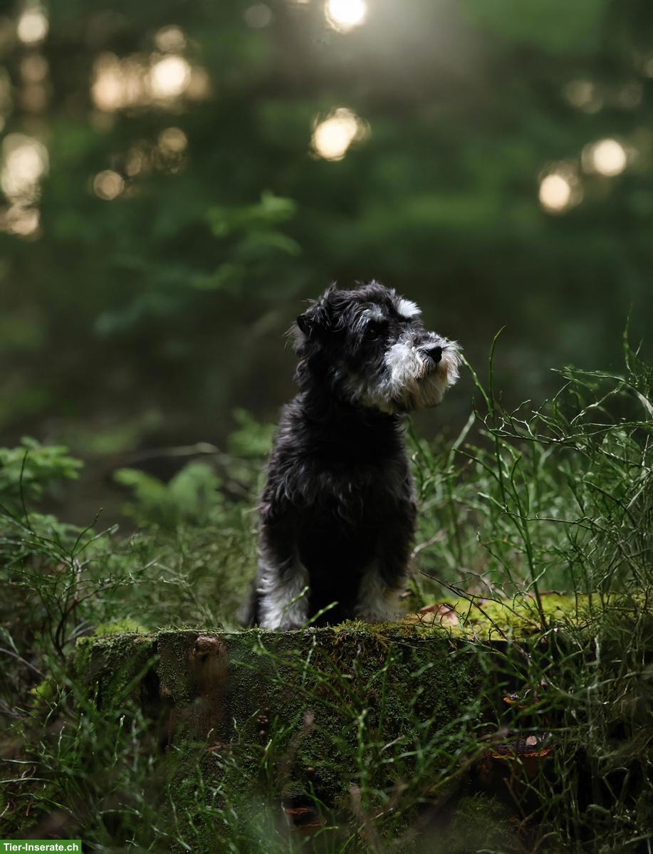 Zwergschnauzer Hündin sucht liebes Zuhause