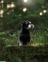 Zwergschnauzer Hündin sucht liebes Zuhause