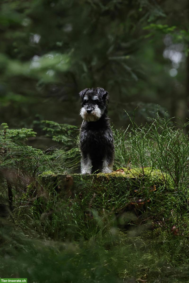 Bild 2: Zwergschnauzer Hündin sucht liebes Zuhause