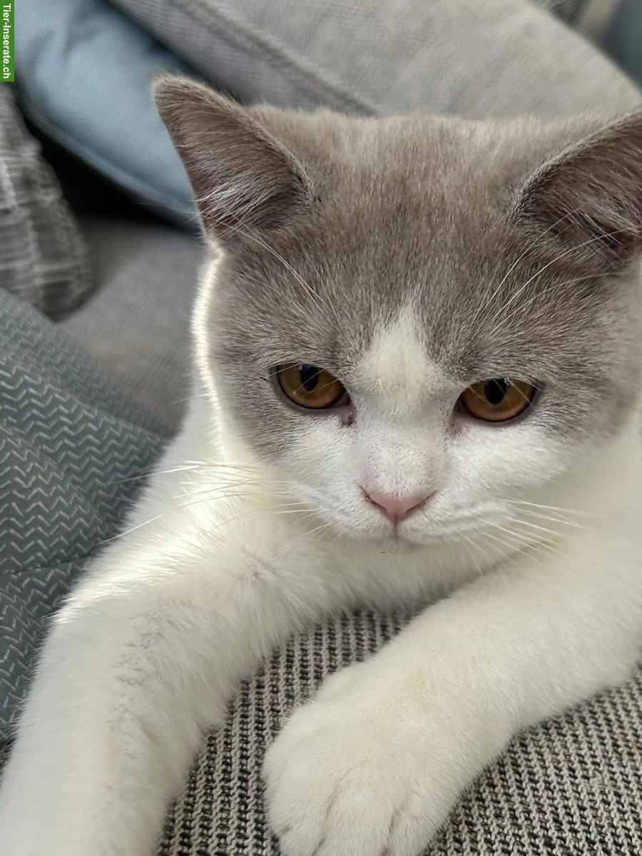 Junger Britisch Kurzhaar, BKH Kater mit Stammbaum