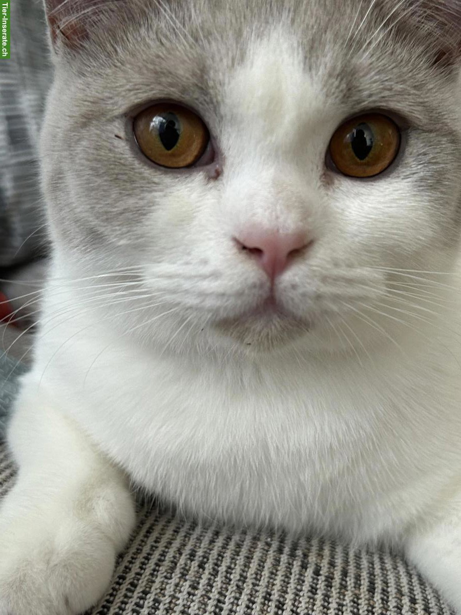 Bild 4: Junger Britisch Kurzhaar, BKH Kater mit Stammbaum