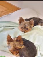 2 Mini Yorkshire Terrier (Geschwister) Rüde und Weibchen